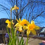 & Hubertushoehe - Ihr Fuer Urlaub Mit Hund 3* Schmallenberg