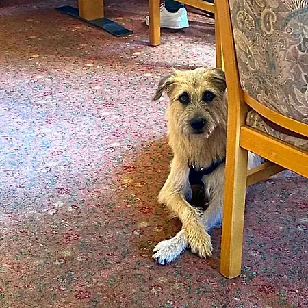 & Hubertushoehe - Ihr Fuer Urlaub Mit Hund Hotel 3*