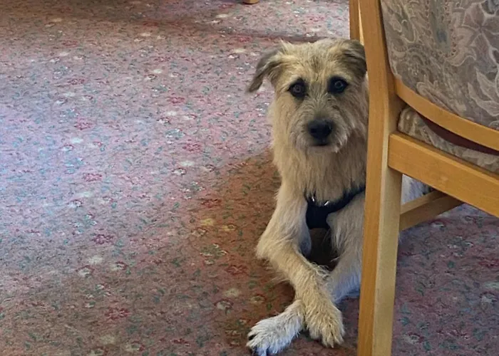 & Hubertushoehe - Ihr Fuer Urlaub Mit Hund 3* שמאלנברג